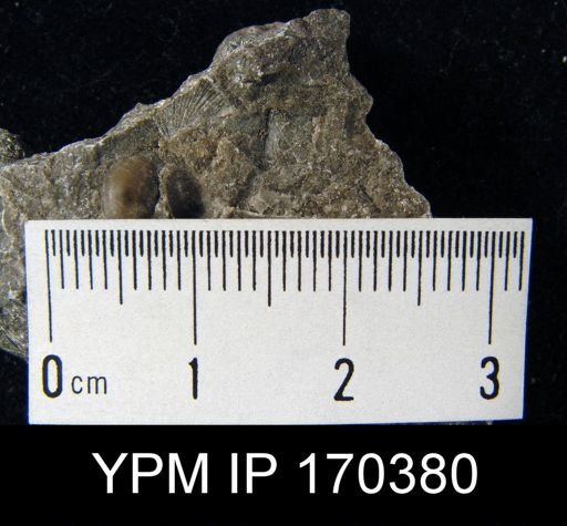 Sowerbyella sp.