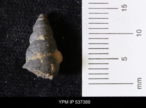Goniobasis ortmanni