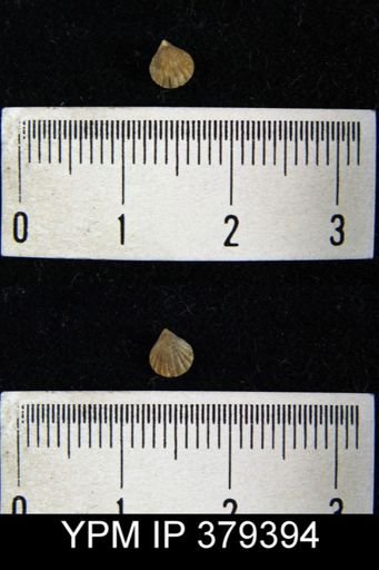 Camarotoechia whitei