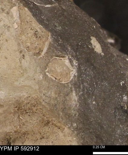 undet. Mollusca