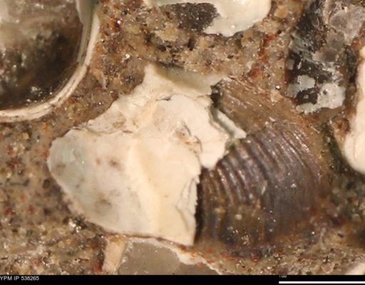 Corbulamella gregaria