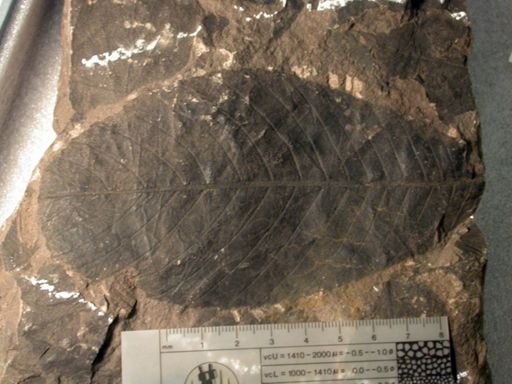 Angiospermopsida