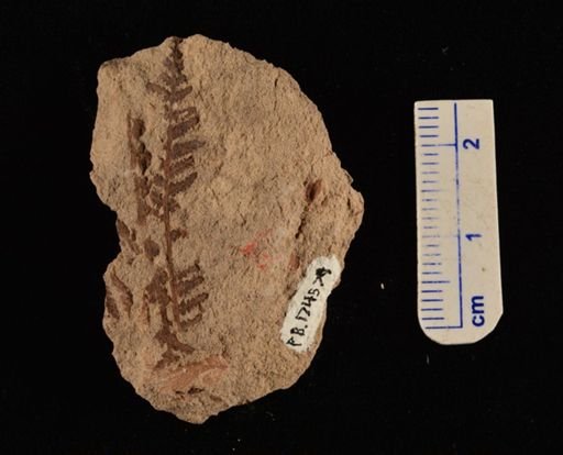 Cladophlebis sp.