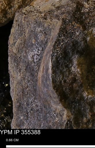 Limopsis sp.