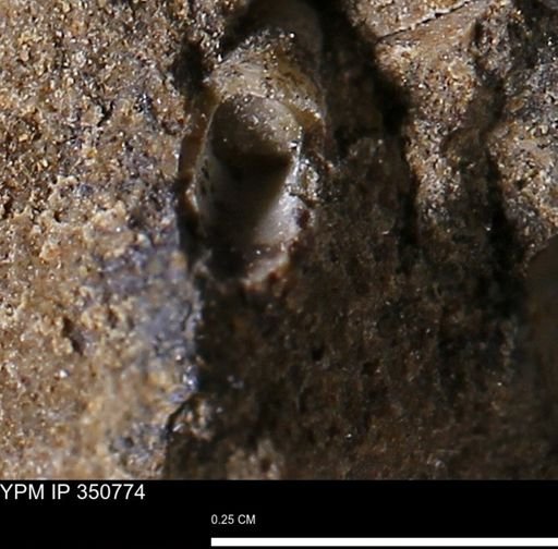 undet. Scaphopoda
