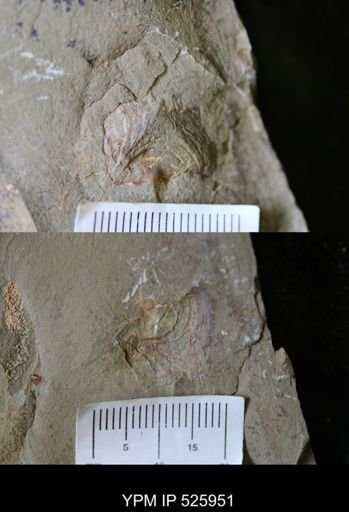 Mollusca?