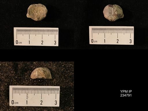 Marginifera splendens