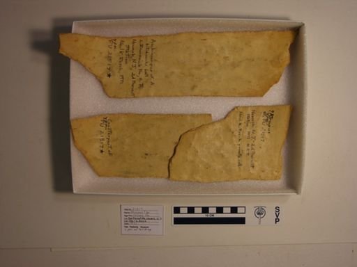 Atreipus