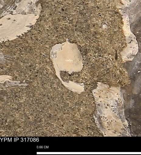 Gastropoda