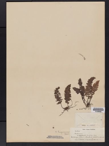 Trichomanes trigonum