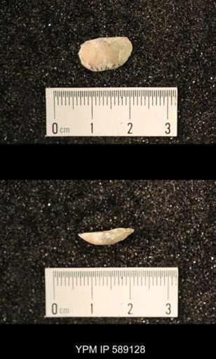 Sowerbyella sericea