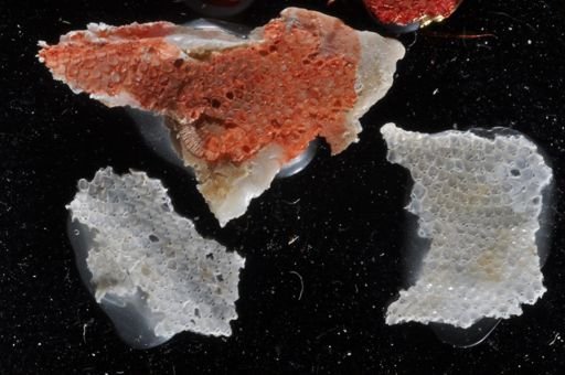 Micropora coriacea