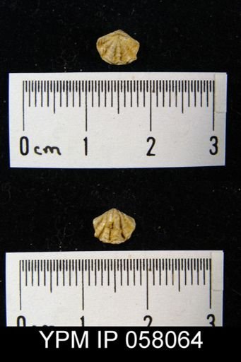 Atrypina imbricata