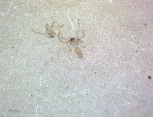 Tipulidae?