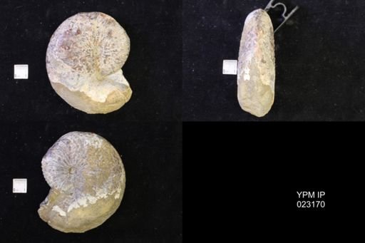 Jeletzkytes nebrascensis