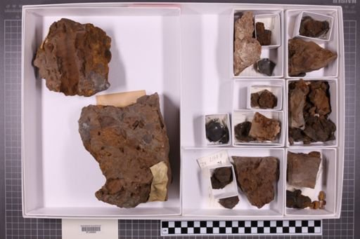 mixed taxa, stratigraphic collection