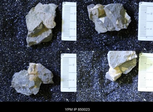 undet. Gastropoda