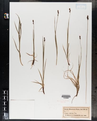 Carex