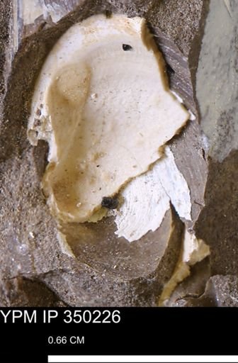 Limopsis striatopunctatus