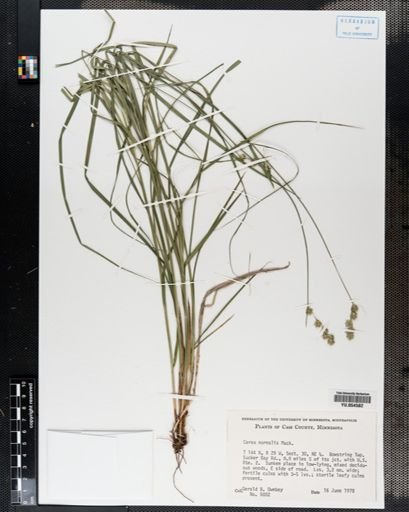 Carex normalis