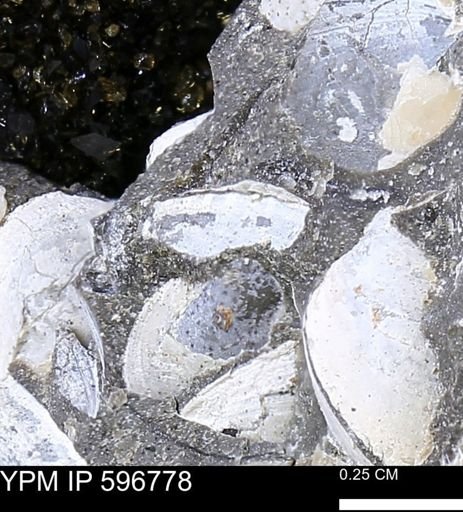 undet. Bivalvia