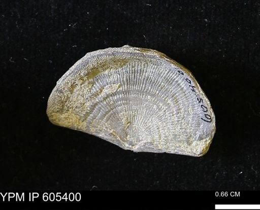 Leptaena richmondensis