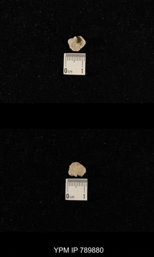 undet. Brachiopoda
