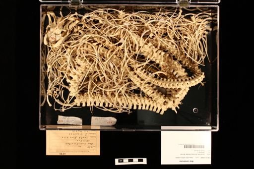 Boa constrictor