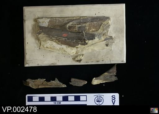 Pteranodon
