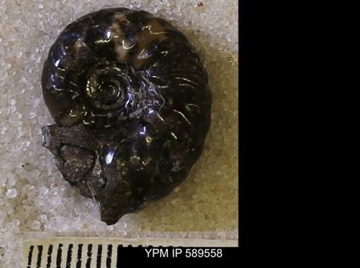 Hoploscaphites comprimus