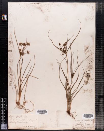 Cyperus grayii