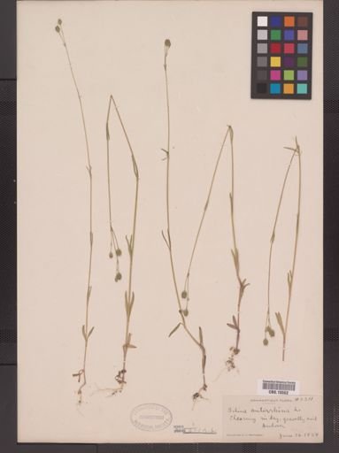Silene antirrhina