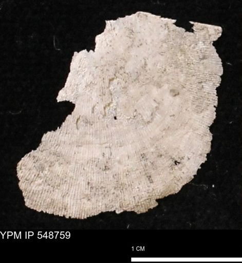 Stropheodonta perplana