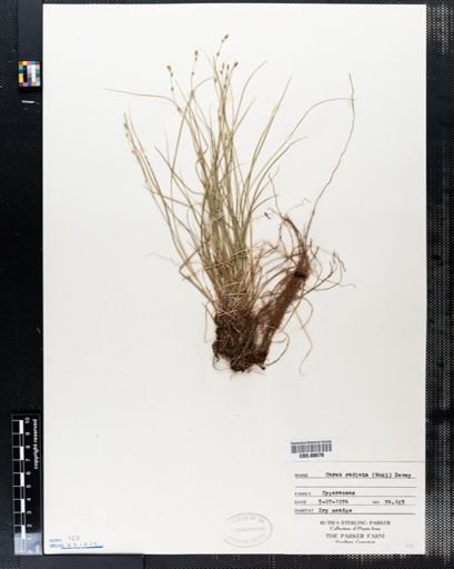 Carex radiata