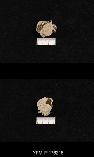 undet. Aulostegoidea