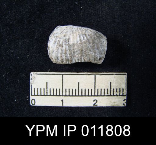 Marginifera reticulata angusta
