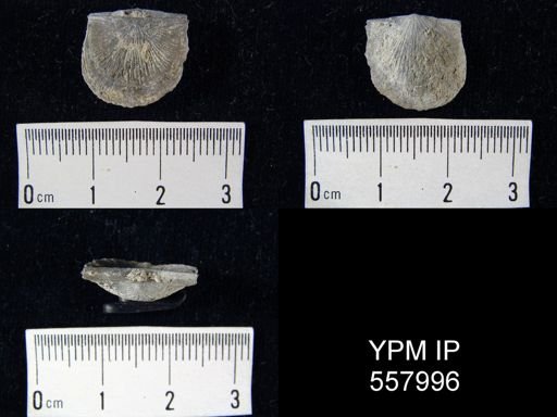 Strophodonta sp.