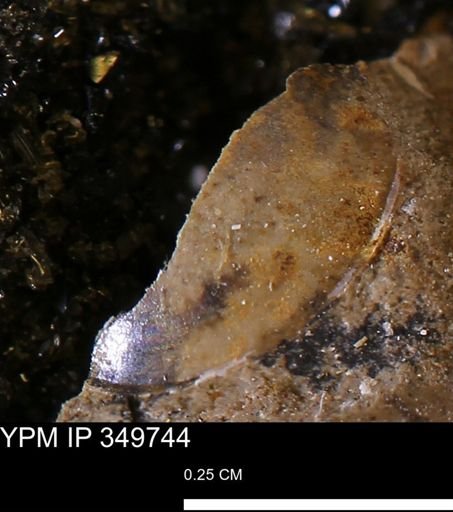 undet. Mollusca
