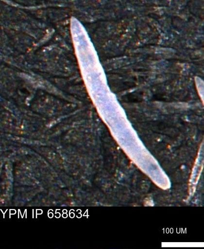 undet. Porifera