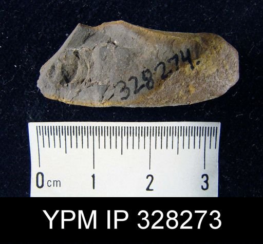 undet. Lingulida