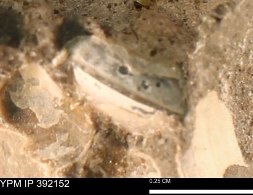 Protocardia sp.