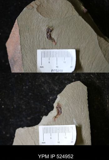 Eocrinoidea?