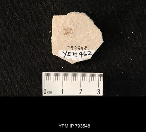 Hexapoda?