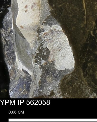 Limopsis sp.