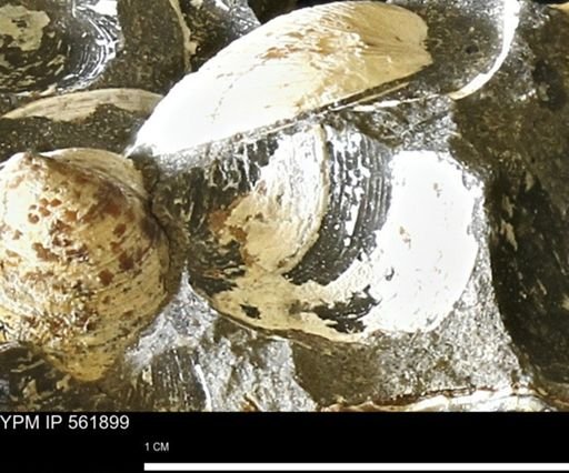 Limopsis sp.