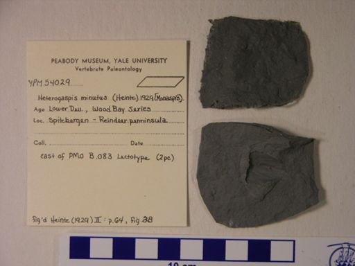 Heterogaspis minutus