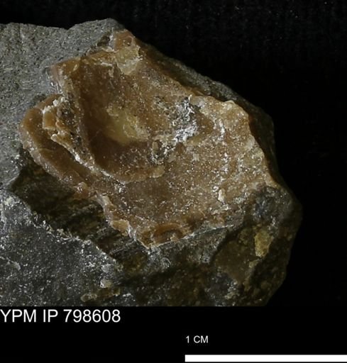 undet. Mollusca