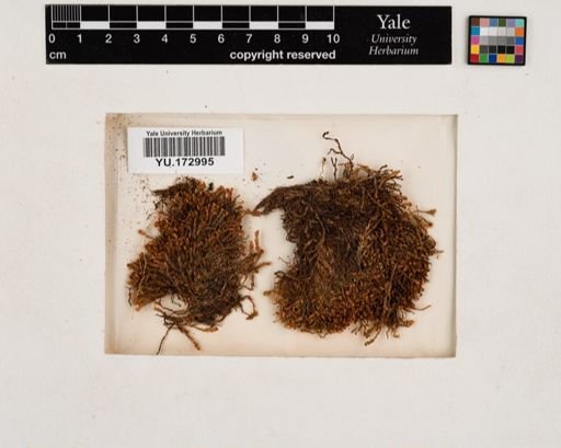 Plantae