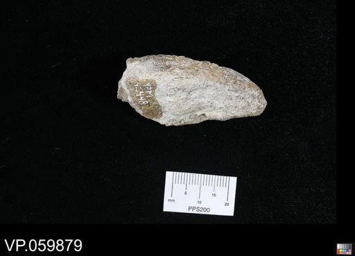 Protosphyraena sp.