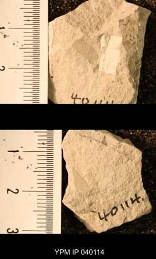 Probnis speciosa